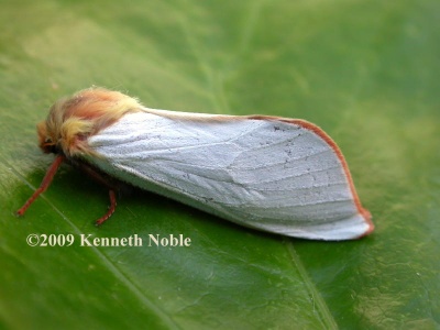 ghost moth (Hepialus humuli) Kenneth Noble